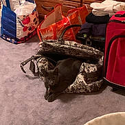 Bones joined the competition — help win amazing prizes! cat, gray_cat, bag, patterned_bag, carpet, shopping_bag, orange_bag, blue_bag, red_suitcase, dresser, wooden_dresser, clothing, folded_clothes, floor, indoor, pet, animal, resting, curious, cozy
