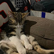 Calvin is registered to the contest to win money with this photo: kitten, cat, sleeping, feline, pet, fur, whiskers, paws, domestic_animal, cozy, blanket, cushion, indoor, resting, young, striped, cute, animal, relaxing, soft