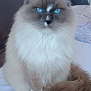 Pepito a rejoint le concours — aidez-le/la à gagner de superbes lots ! abyssinian, angora, animal, bed, calendar, cat, computer, electronics, furniture, homedecor, indoors, kitten, linen, manx, number, pc, pet, siamese, symbol, text