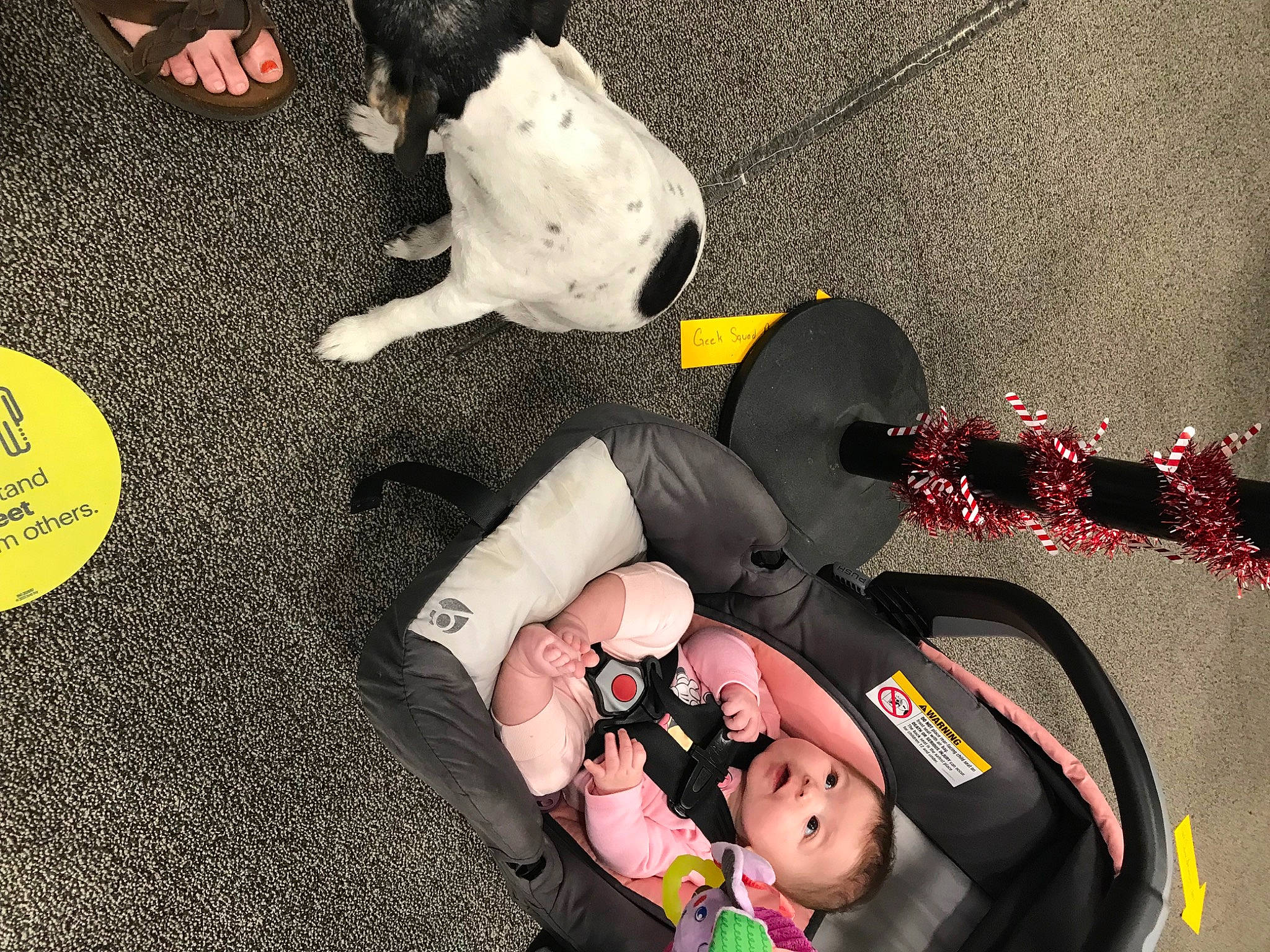 Alexia joined the competition — help win amazing prizes! asphalt, carmine, child, companion_dog, costume, event, font, fun, fur, gesture, happy, human_leg, paw, person, shadow, textile, toddler, white