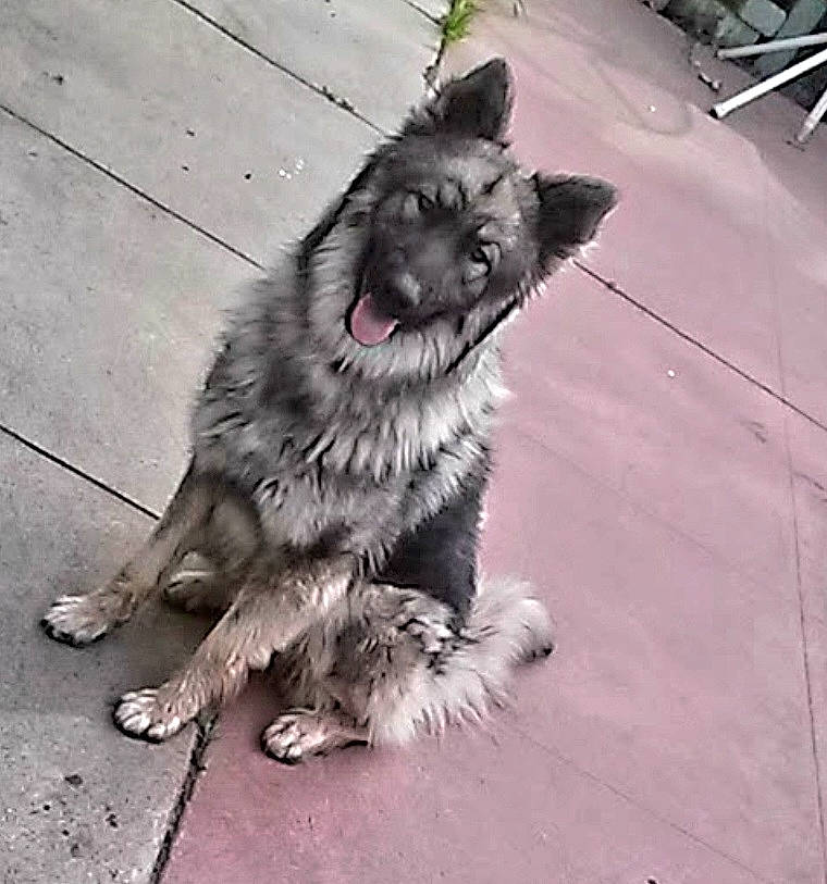 Jayden joined the competition — help win amazing prizes! canidae, carnivore, companion_dog, dog, dog_breed, fang, flooring, foot, fur, grey, paw, puppy, road_surface, snout, sporting_group, street_dog, tail, whiskers, working_animal, working_dog