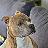 animal, brindle, canine, companion, couch, cozy, dog, domestic, ears, fur, home, houseplant, indoor, looking_away, mammal, pet, portrait, relaxed, seated, white_chest