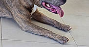 Poupitte a rejoint le concours — aidez-le/la à gagner de superbes lots ! animal, brindle, canine, chair, dog, domestic, ears, floor, furniture, happy, indoor, laying_down, mouth_open, panting, paw, pet, resting, side_view, tile, tongue_out