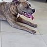 animal, brindle, canine, chair, dog, domestic, ears, floor, furniture, happy, indoor, laying_down, mouth_open, panting, paw, pet, resting, side_view, tile, tongue_out