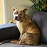 animal, brindle, calm, canine, companion, couch, dog, domestic, furniture, home, indoor, looking, pet, plant, portrait, relaxed, resting, seated, side_view, window