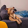 animal, blanket, brown_dog, calm, canine, comfort, couch, dog, domestic, furniture, home, indoor, living_room, paws, pet, portrait, relaxed, resting, seated, yellow_chair