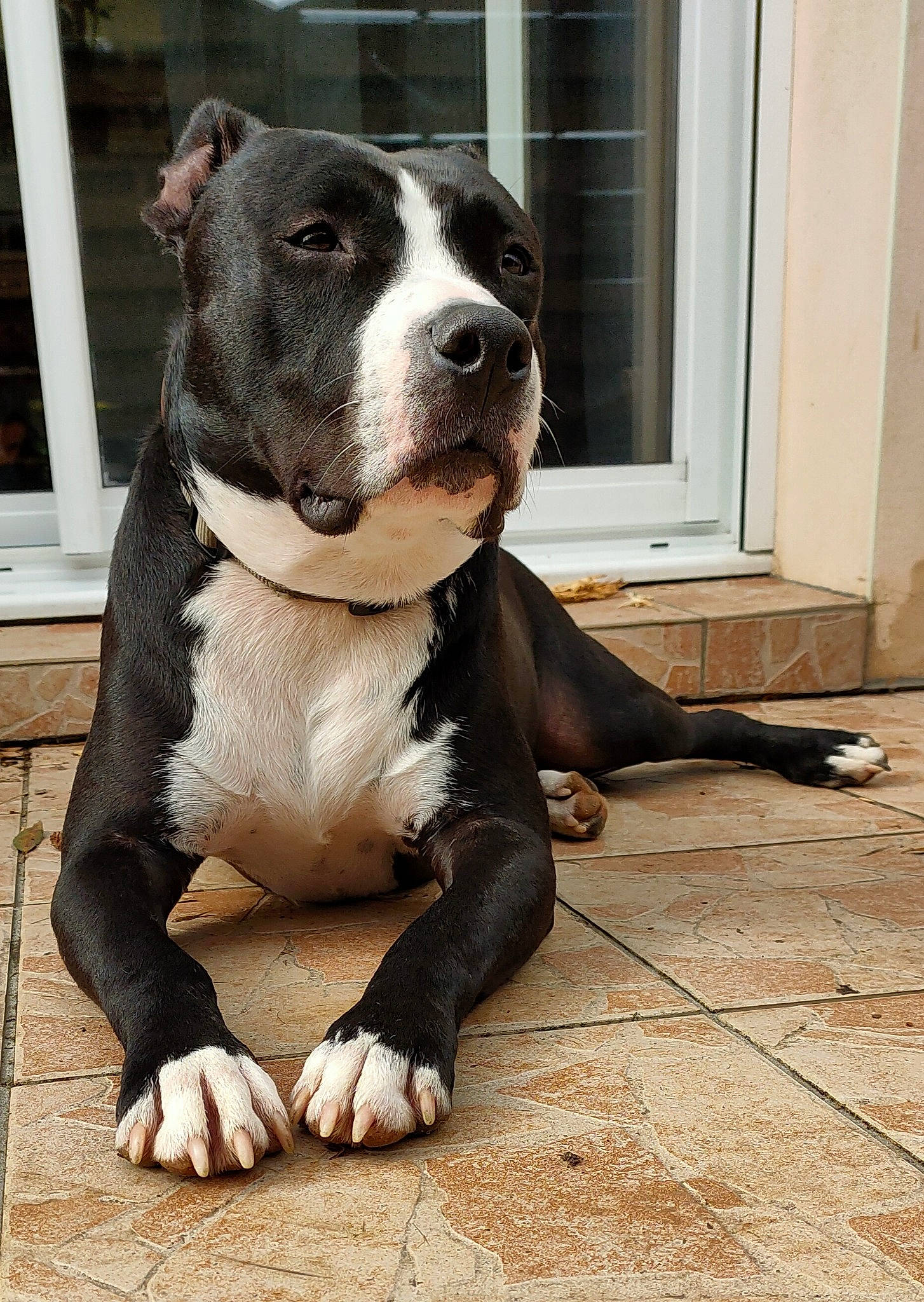 Pumpkin a rejoint le concours — aidez-le/la à gagner de superbes lots ! american_bulldog, american_pit_bull_terrier, american_staffordshire_terrier, bull_and_terrier, canidae, carnivore, companion_dog, dog, dog_breed, fawn, mammal, non_sporting_group, pit_bull, rare_breed_dog, snout, sporting_group, staffordshire_bull_terrier, tail, terrier, vertebrate