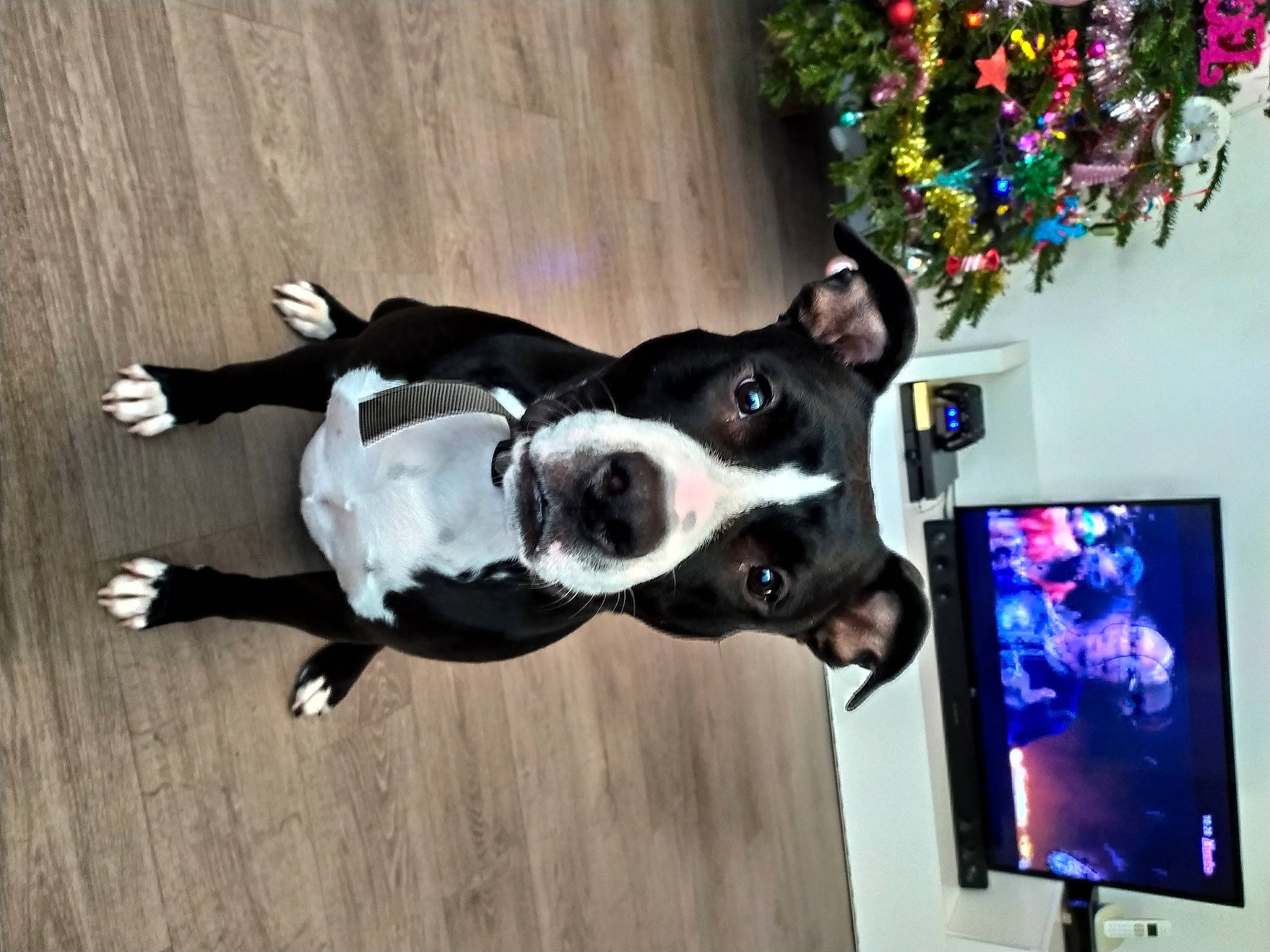 Pumpkin a rejoint le concours — aidez-le/la à gagner de superbes lots ! american_pit_bull_terrier, american_staffordshire_terrier, boston_terrier, canidae, carnivore, companion_dog, dog, dog_breed, ear, fawn, mammal, non_sporting_group, pit_bull, snout, sporting_group, staffordshire_bull_terrier, tail, vertebrate