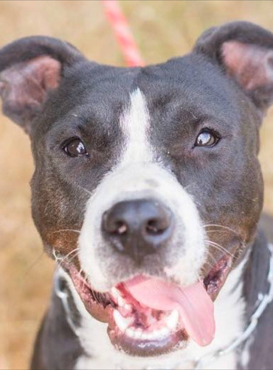 Pumpkin a rejoint le concours — aidez-le/la à gagner de superbes lots ! american_pit_bull_terrier, american_staffordshire_terrier, bull_and_terrier, canidae, carnivore, catahoula_bulldog, dog, dog_breed, head, mammal, non_sporting_group, nose, old_english_terrier, pit_bull, rare_breed_dog, snout, sporting_group, staffordshire_bull_terrier, vertebrate, whiskers