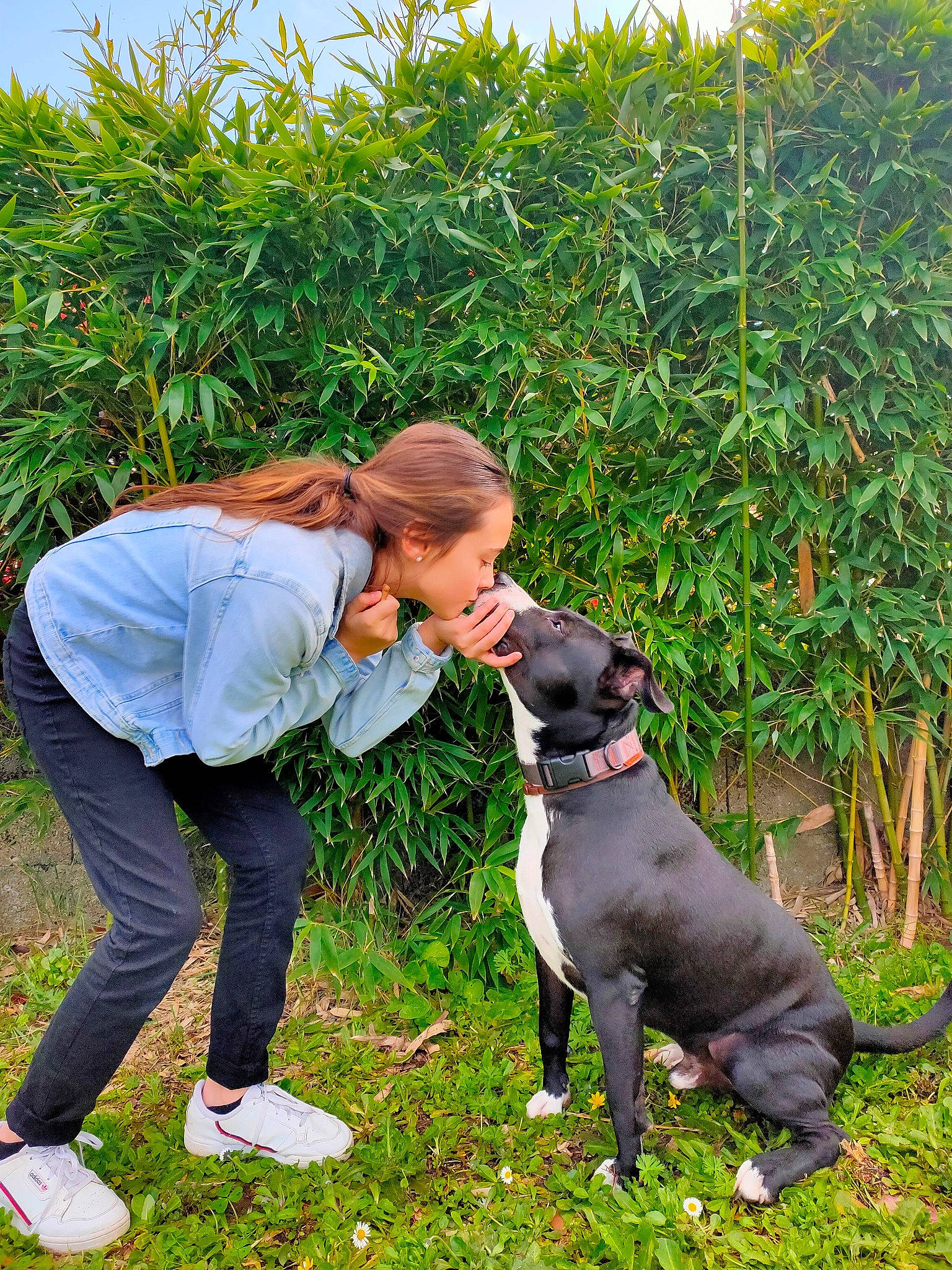 Pumpkin participe au concours pour gagner de l'argent avec cette photo : american_pit_bull_terrier, american_staffordshire_terrier, cane_corso, canidae, carnivore, companion_dog, dog, dog_breed, grass, great_dane, guard_dog, mammal, non_sporting_group, plant, sporting_group, staffordshire_bull_terrier, vertebrate