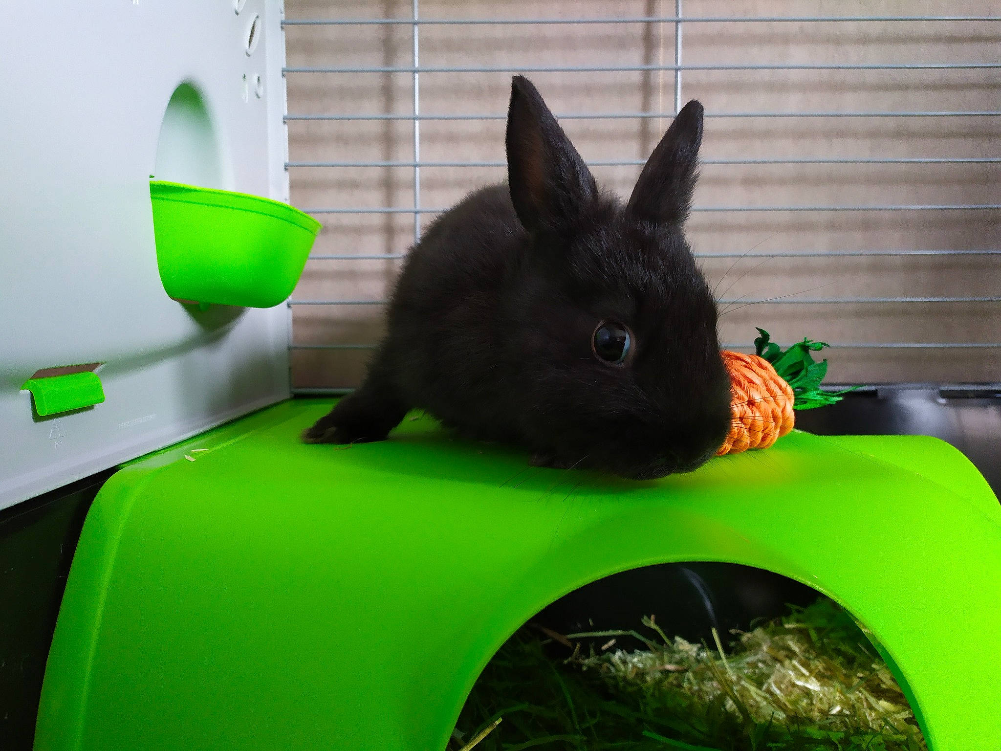 Wally participe au concours pour gagner de l'argent avec cette photo : domestic_rabbit, easter_bunny, grass, green, hare, plant, rabbit, rabbits_and_hares, whiskers