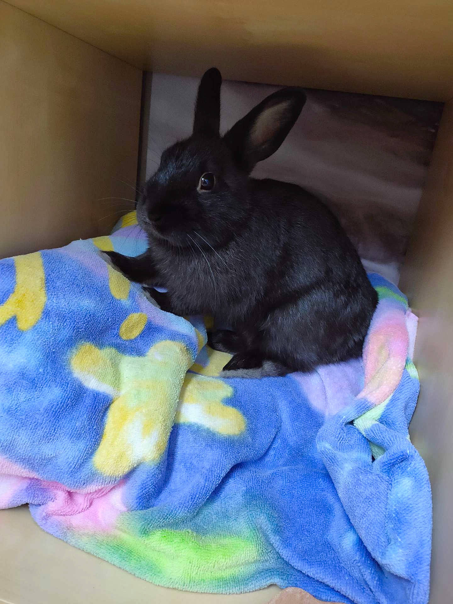 Wally a rejoint le concours — aidez-le/la à gagner de superbes lots ! domestic_rabbit, ear, easter_bunny, hare, rabbit, rabbits_and_hares, skin, snout, whiskers