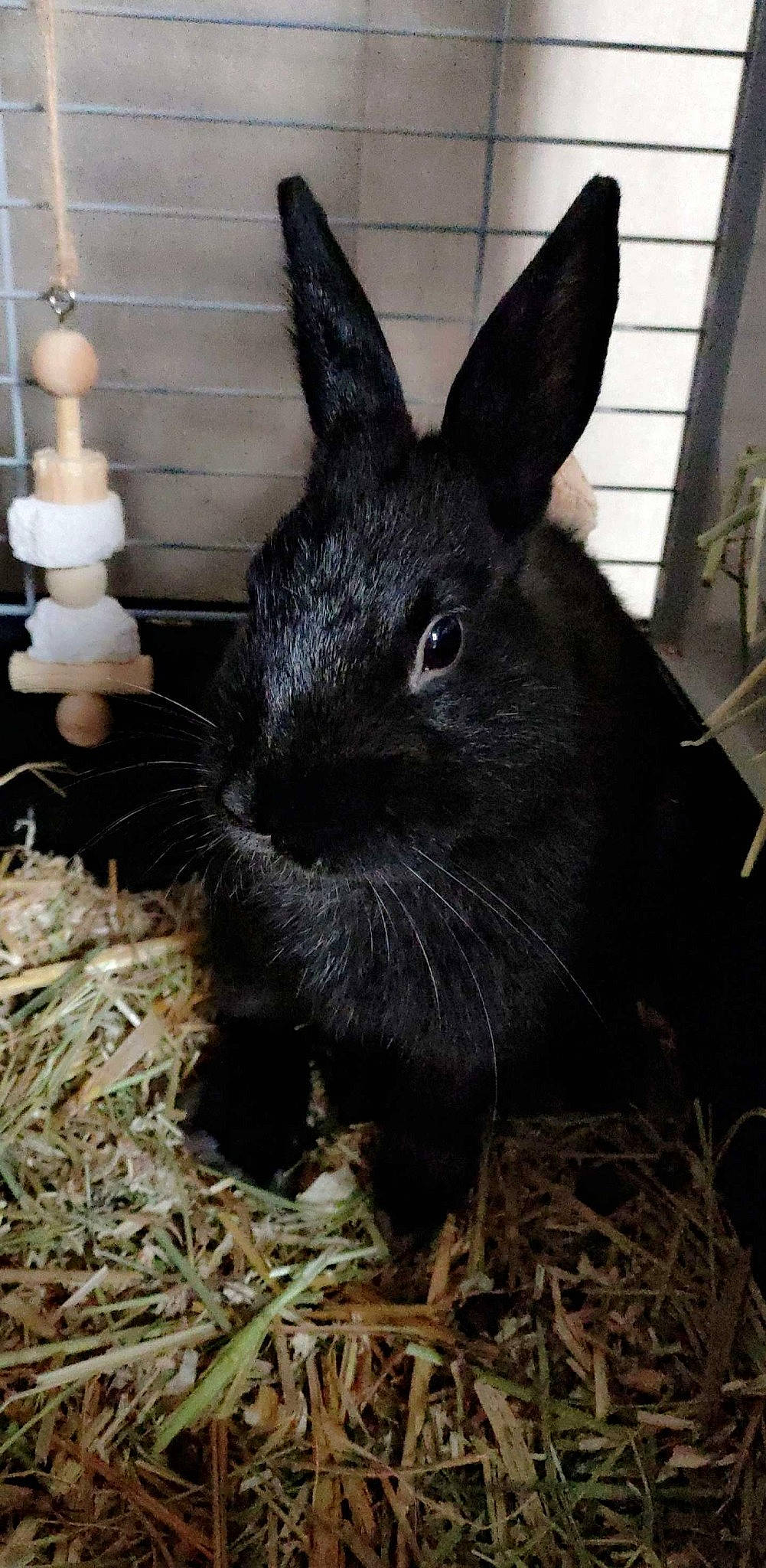 Wally a rejoint le concours — aidez-le/la à gagner de superbes lots ! domestic_rabbit, ear, hare, mammal, plant, rabbit, rabbits_and_hares, snout, vertebrate, whiskers, wood_rabbit