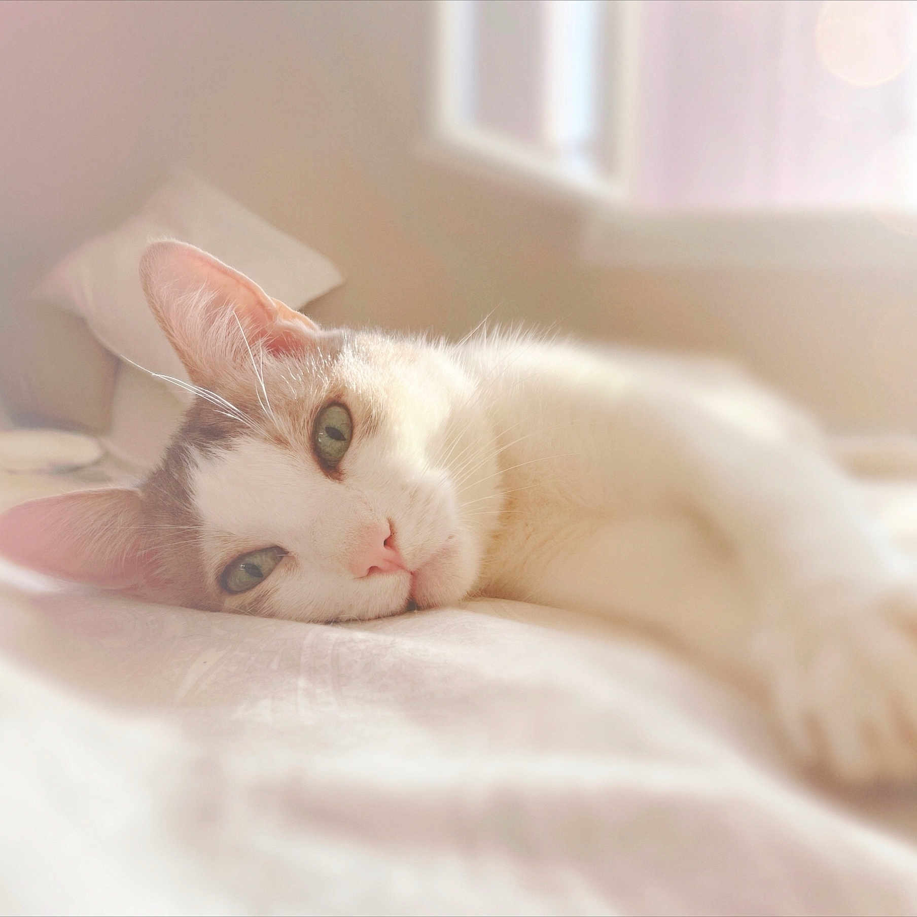 Grignette participe au concours pour gagner de l'argent avec cette photo : cat, lying_down, bed, indoor, sunlight, soft_focus, relaxed, pet, feline, close_up, whiskers, ears, green_eyes, nose, fur, window_light, cozy, domestic, sleepy, peaceful