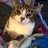 animal, blanket, cat, close_up, colorful, couch, cozy, crossed_paws, ears, eyes, fur, indoors, lounging, nose, pet, portrait, relaxed, tabby, whiskers, white_fur