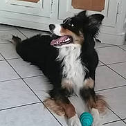 Tito a rejoint le concours — aidez-le/la à gagner de superbes lots ! dog, toy, floor, tile, indoor, pet, animal, playful, black, white, brown, fur, mouth_open, tongue_out, looking_away, paws, guarding, happy, canine, companion