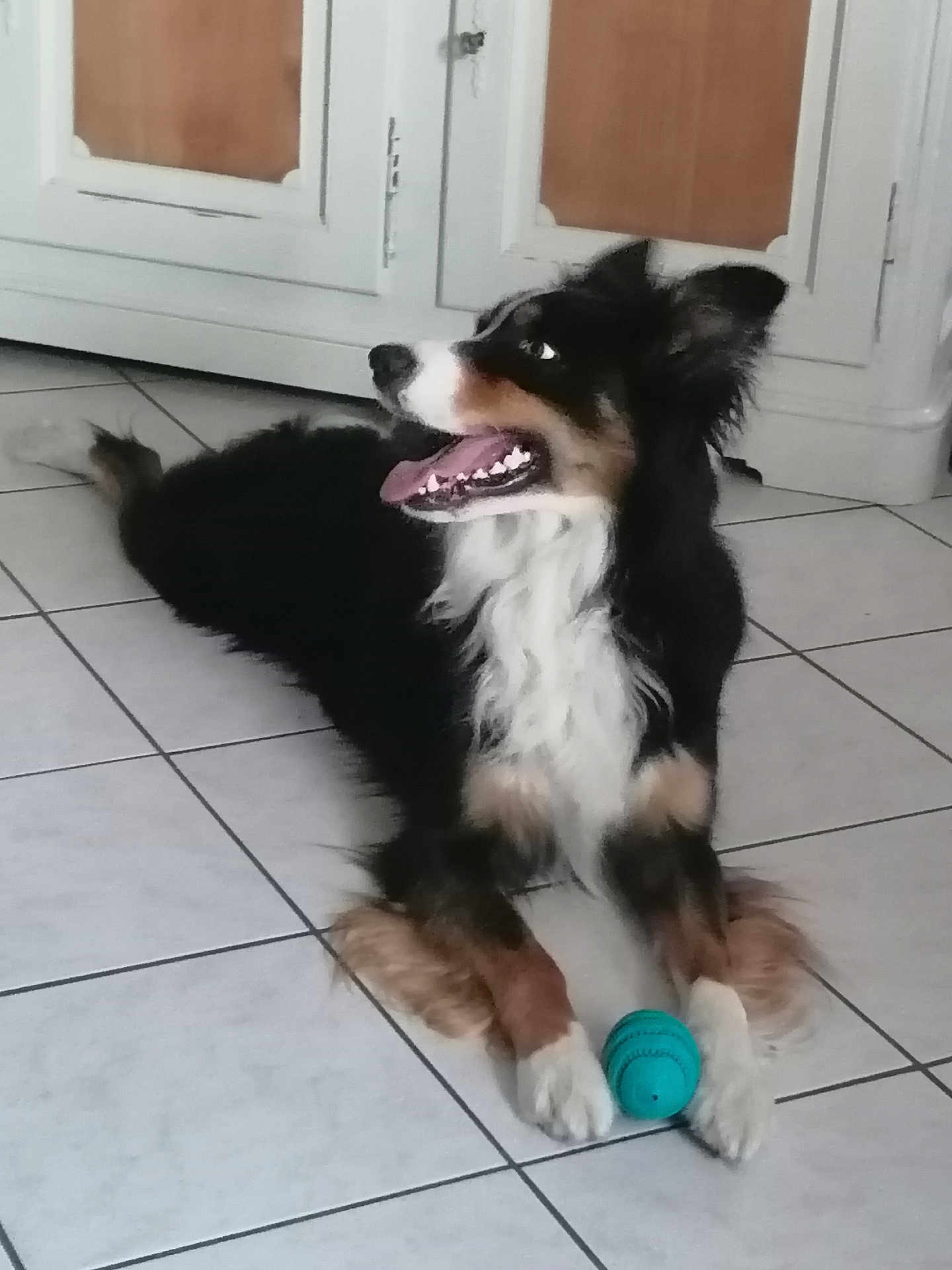 Tito a rejoint le concours — aidez-le/la à gagner de superbes lots ! dog, toy, floor, tile, indoor, pet, animal, playful, black, white, brown, fur, mouth_open, tongue_out, looking_away, paws, guarding, happy, canine, companion