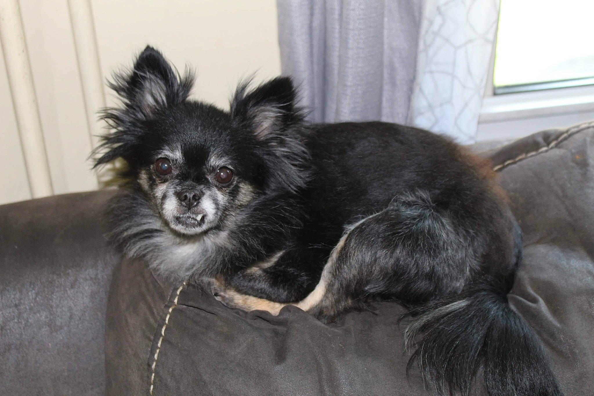 Diamond joined the competition — help win amazing prizes! canidae, carnivore, chihuahua, companion_dog, dog, dog_breed, mammal, pomeranian, puppy, snout, sporting_group, toy_dog, vertebrate