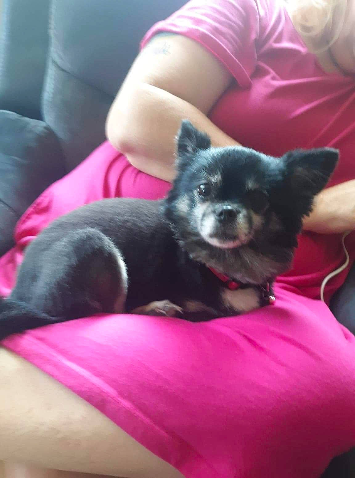 Diamond is registered to the contest to win money with this photo: canidae, carnivore, chihuahua, companion_dog, dog, dog_breed, mammal, non_sporting_group, pink, pomeranian, puppy, schipperke, snout, toy_dog, vertebrate