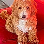dog, puppy, curly_fur, red_couch, pet, animal, indoor, cute, fluffy, fur, nose, ears, tail, sitting, looking_at_camera, cozy, relaxed, domestic, companion, adorable