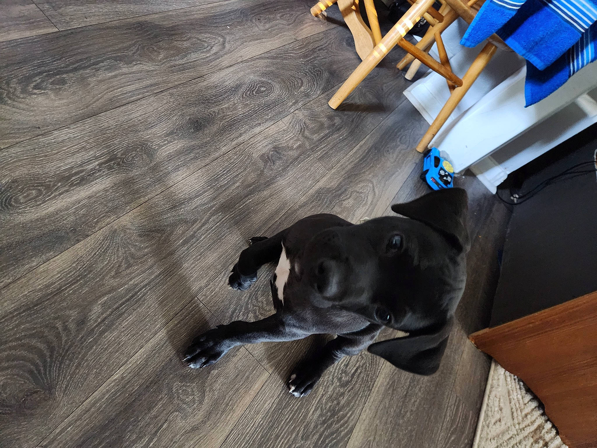 Hades joined the competition — help win amazing prizes! chair, collar, comfort, companion_dog, dog, dog_breed, fawn, floor, flooring, guard_dog, hardwood, laminate_flooring, plank, plywood, tail, varnish, wood, wood_flooring, wood_stain, working_animal