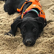 Sailor joined the competition — help win amazing prizes! dog, dog_breed, dog_like_mammal, labrador_retriever, puppy, retriever, sand, snout, sporting_group