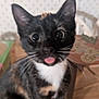 cat, tortoiseshell, tongue_out, cute, pet, animal, whiskers, fur, indoor, closeup, sitting, playful, curious, eyes, face, paws, domestic_cat, feline, young, adorable