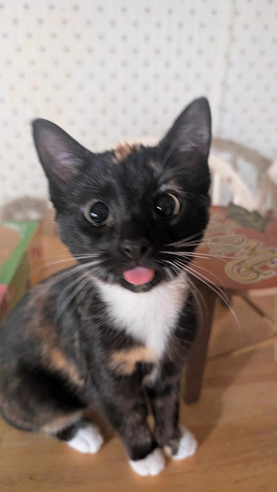 Patches is registered to the contest to win money with this photo: cat, tortoiseshell, tongue_out, cute, pet, animal, whiskers, fur, indoor, closeup, sitting, playful, curious, eyes, face, paws, domestic_cat, feline, young, adorable
