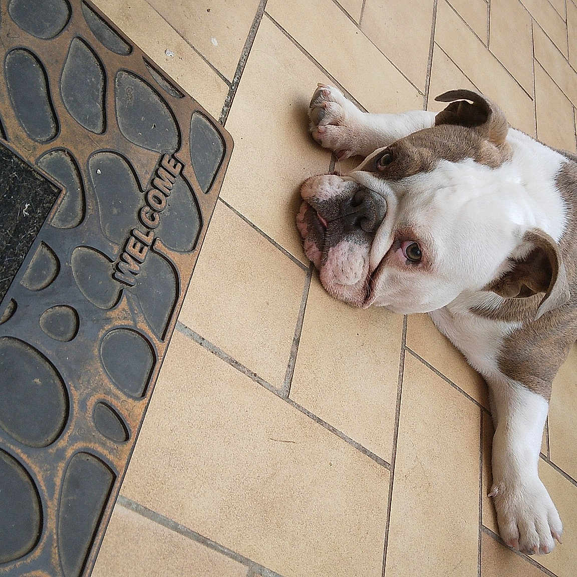 Toto