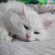 Galak participe au concours pour gagner de l'argent avec cette photo : cat, white_cat, fluffy, pet, sleepy, relaxed, closeup, indoor, fur, whiskers, pink_nose, green_eyes, bed, blanket, cozy, resting, cute, animal, mammal, portrait