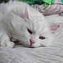 cat, white_cat, fluffy, pet, sleepy, relaxed, closeup, indoor, fur, whiskers, pink_nose, green_eyes, bed, blanket, cozy, resting, cute, animal, mammal, portrait