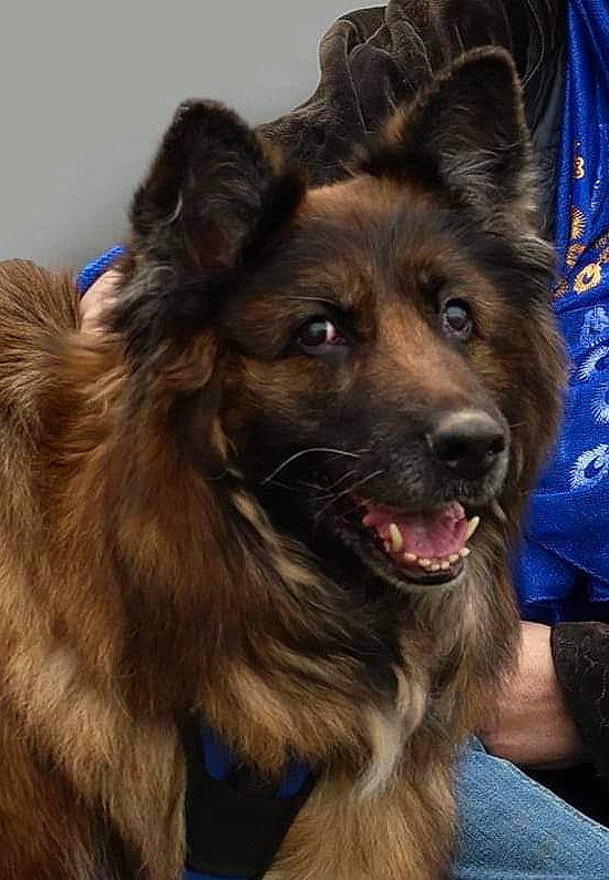 Leetah participe au concours pour gagner de l'argent avec cette photo : bohemian_shepherd, canidae, carnivore, collar, companion_dog, dog, dog_breed, dog_collar, fur, giant_dog_breed, guard_dog, herding_dog, liver, snout, sporting_group, terrestrial_animal, tervuren, whiskers, working_animal, working_dog