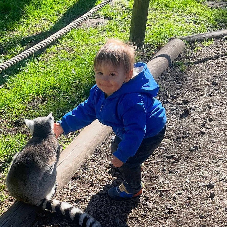 Dominic is registered to the contest to win money with this photo: animal, bear, boy, child, face, grass, head, lemur, male, nature, outdoors, park, person, photography, plant, portrait, soil, tree, vegetation, zoo