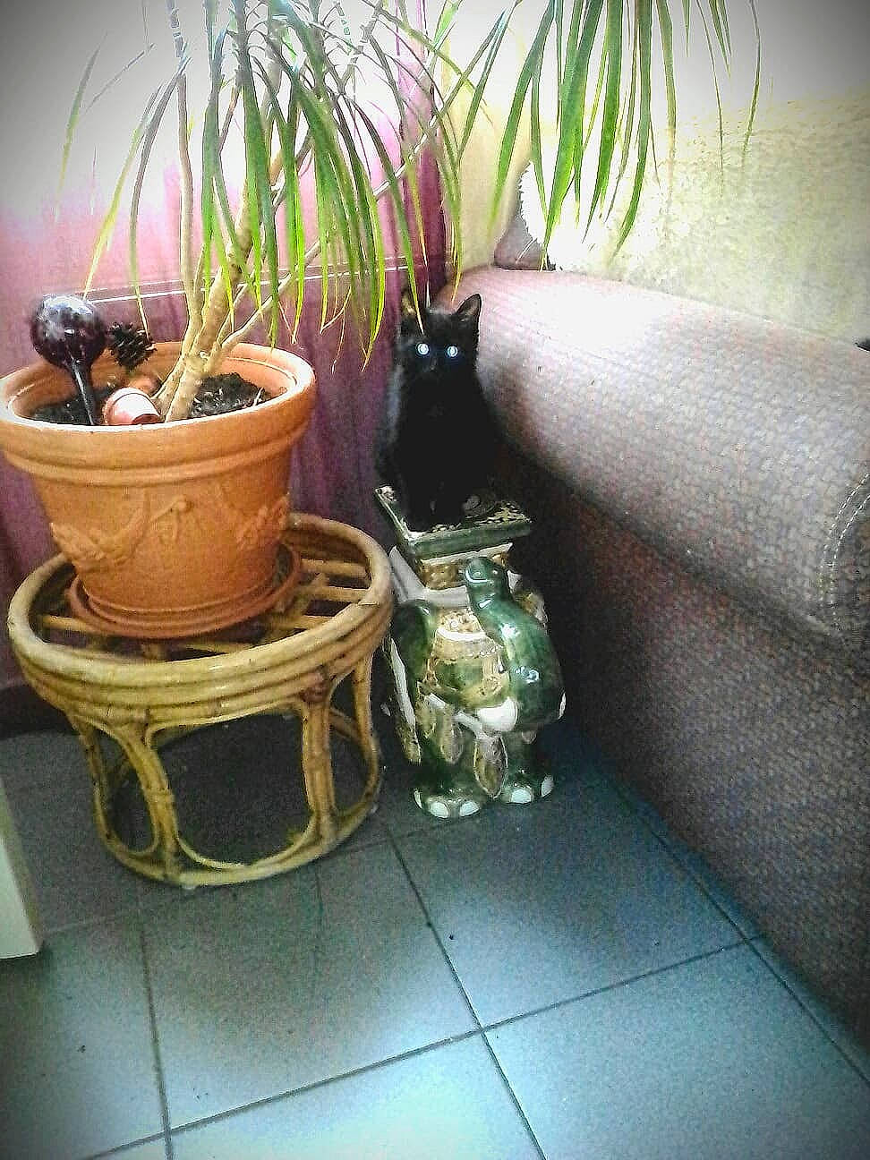 Gismo participe au concours pour gagner de l'argent avec cette photo : comfort, couch, flooring, flowerpot, grass, hardwood, herb, house, houseplant, living_room, plant, rectangle, room, still_life, still_life_photography, table, terrestrial_plant, twig, window, wood