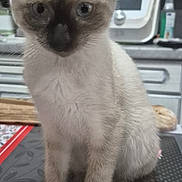 Anakin a rejoint le concours — aidez-le/la à gagner de superbes lots ! kitten, siamese_cat, cat, pet, animal, sitting, table, plate, kitchen, domestic, fur, whiskers, ears, eyes, curious, indoor, background, food, household, tablecloth