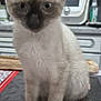 kitten, siamese_cat, cat, pet, animal, sitting, table, plate, kitchen, domestic, fur, whiskers, ears, eyes, curious, indoor, background, food, household, tablecloth