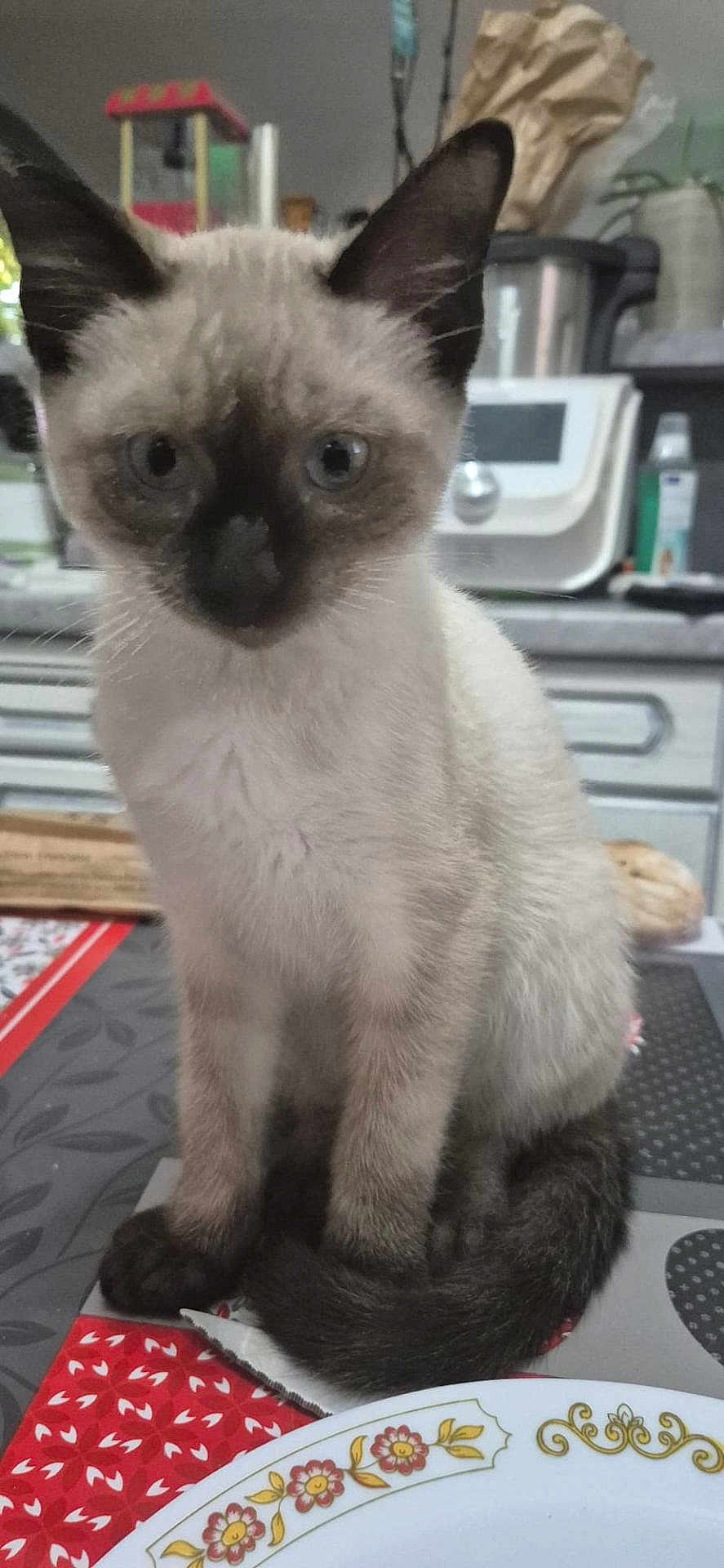Anakin a rejoint le concours — aidez-le/la à gagner de superbes lots ! kitten, siamese_cat, cat, pet, animal, sitting, table, plate, kitchen, domestic, fur, whiskers, ears, eyes, curious, indoor, background, food, household, tablecloth