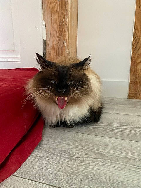 Choubaka participe au concours pour gagner de l'argent avec cette photo : carnivore, cat, fawn, felidae, floor, flooring, fur, grey, hardwood, laminate_flooring, natural_material, paw, small_to_medium_sized_cats, snout, tail, whiskers, wood, wood_stain