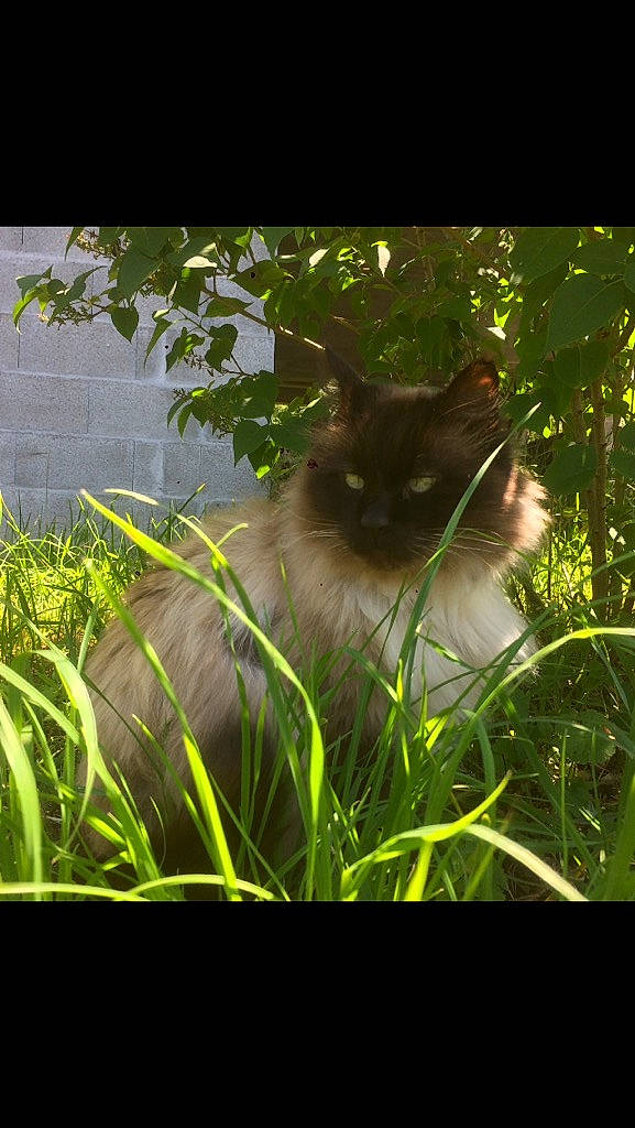Choubaka a rejoint le concours — aidez-le/la à gagner de superbes lots ! carnivore, cat, darkness, fawn, felidae, fur, grass, grass_family, night, plant, ragdoll, siamese, small_to_medium_sized_cats, tail, terrestrial_animal, whiskers, wildlife, wood