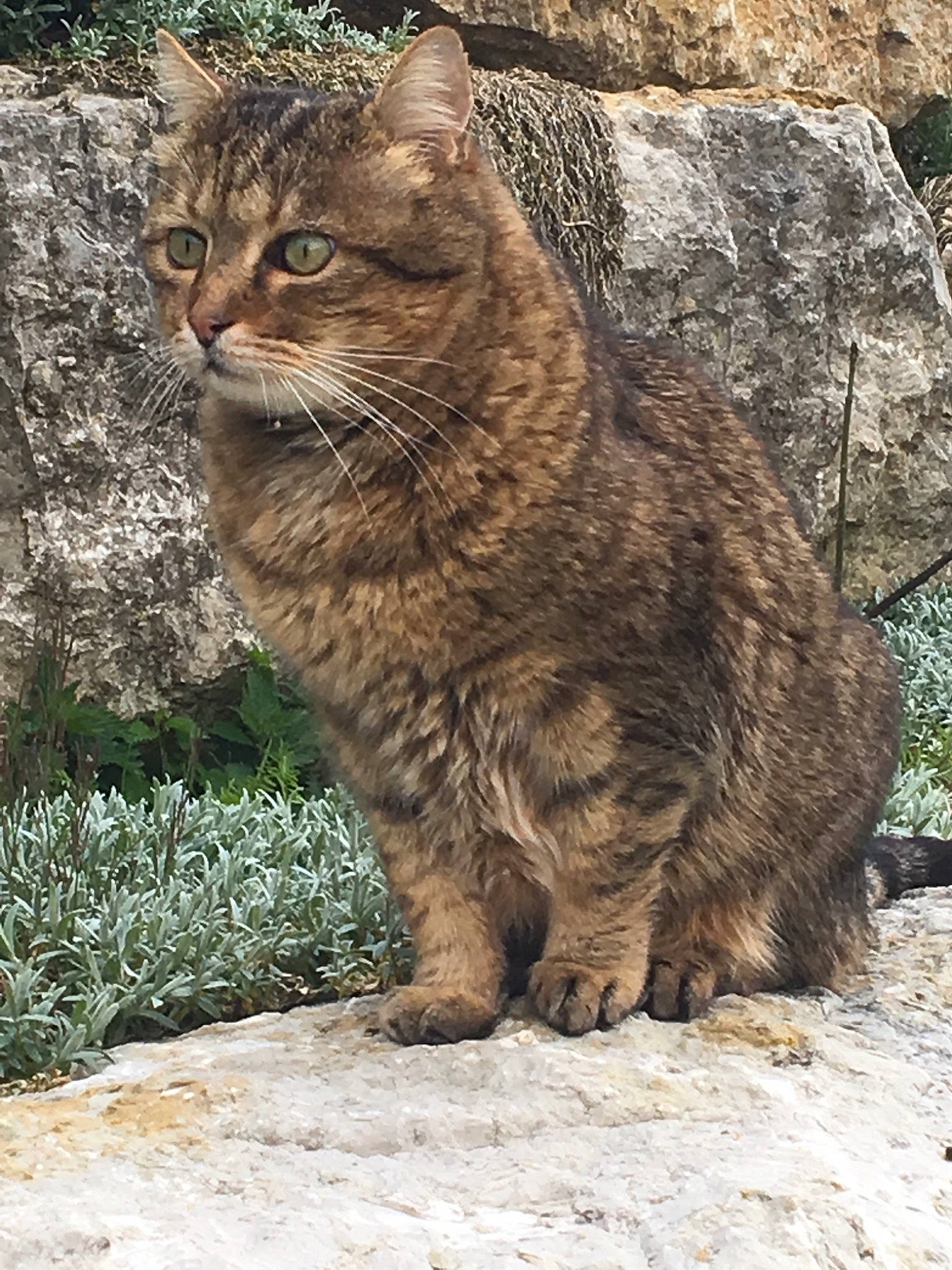 Bisbee participe au concours pour gagner de l'argent avec cette photo : bedrock, carnivore, cat, domestic_short_haired_cat, eye, felidae, fur, grass, lynx, outcrop, plant, rock, small_to_medium_sized_cats, snout, tail, terrestrial_animal, tree, trunk, whiskers, wood
