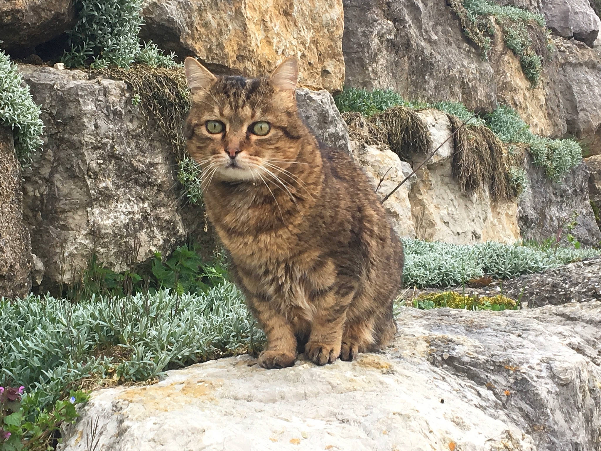 Bisbee participe au concours pour gagner de l'argent avec cette photo : bedrock, carnivore, cat, domestic_short_haired_cat, eye, felidae, fur, grass, groundcover, outcrop, plant, rock, small_to_medium_sized_cats, snout, tail, terrestrial_animal, trunk, whiskers, wildlife, wood