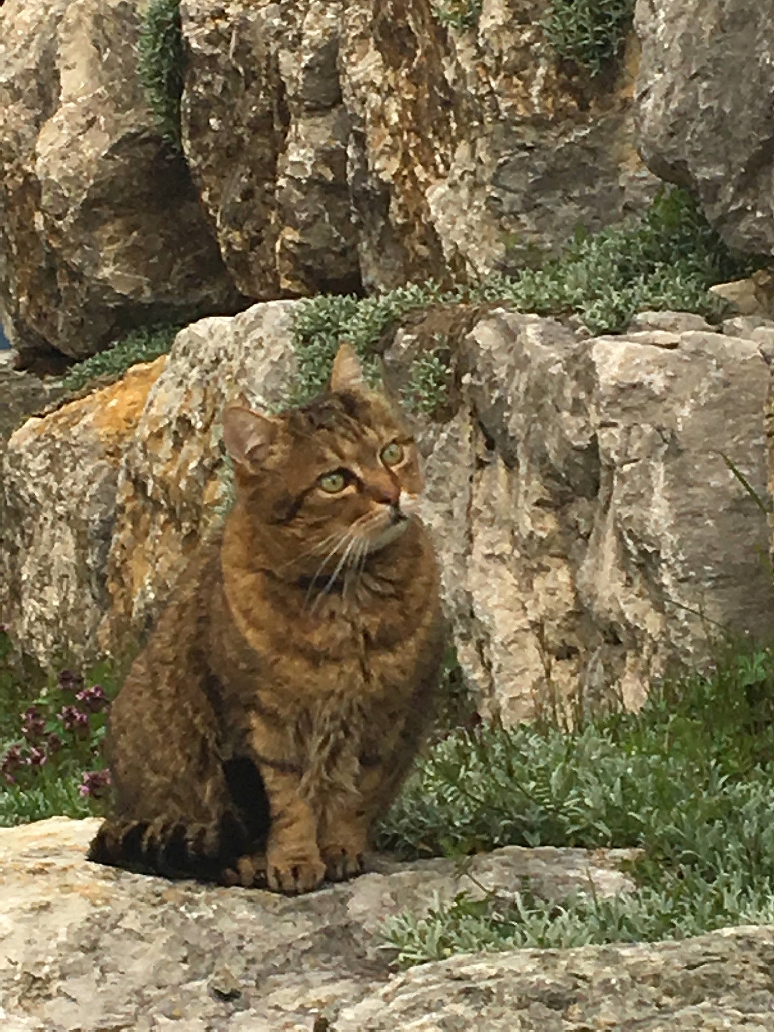 Bisbee participe au concours pour gagner de l'argent avec cette photo : bedrock, carnivore, cat, fawn, felidae, fur, grass, landscape, plant, rock, small_to_medium_sized_cats, snout, soil, tail, terrestrial_animal, tree, trunk, whiskers, wildlife, wood