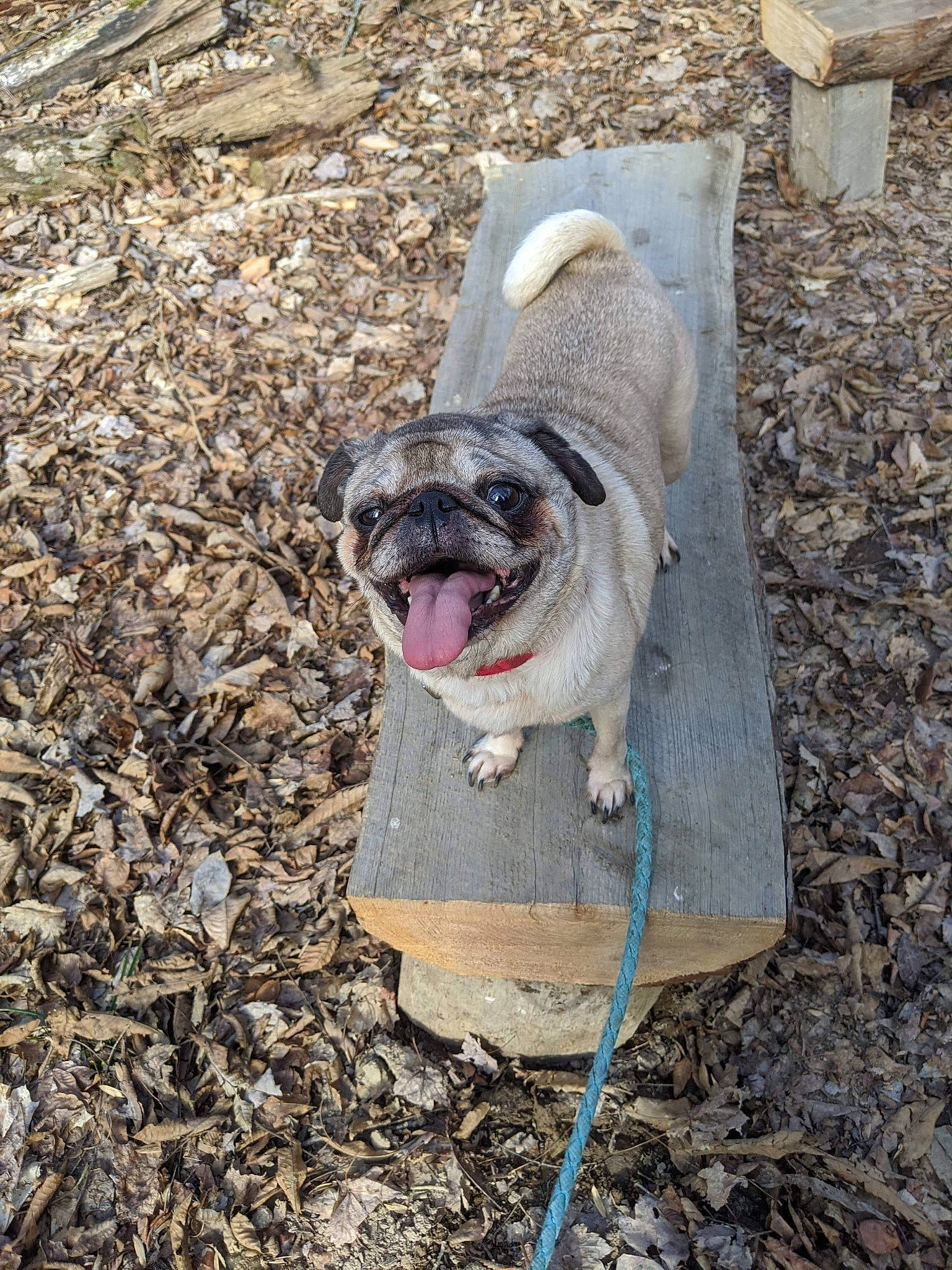 Zoey joined the competition — help win amazing prizes! canidae, carnivore, dog, dog_breed, fawn, pug, snout, soil, toy_dog