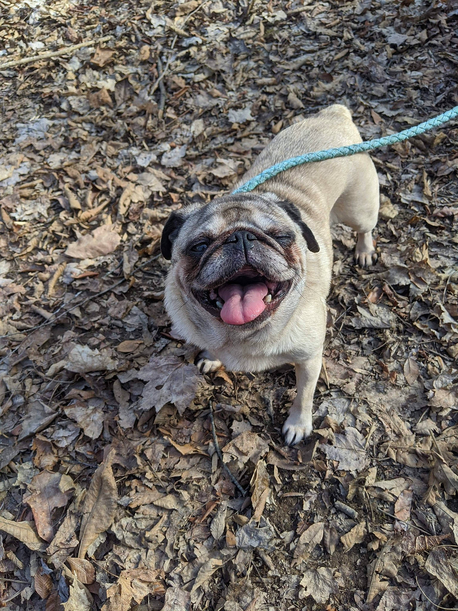 Zoey joined the competition — help win amazing prizes! canidae, carnivore, dog, dog_breed, fawn, mammal, pug, snout, soil, sporting_group, toy_dog