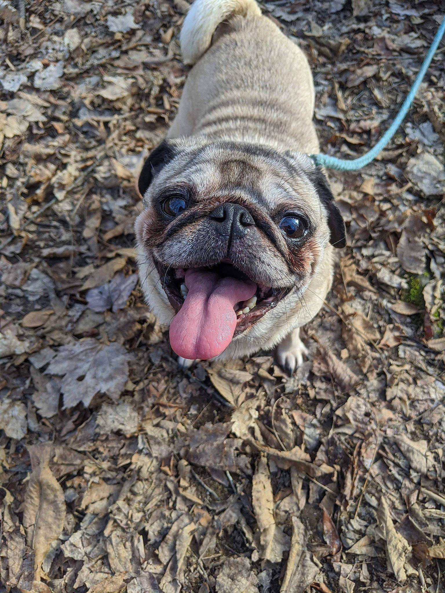 Zoey joined the competition — help win amazing prizes! canidae, carnivore, dog, dog_breed, fawn, mammal, old_english_bulldog, pug, snout, toy_dog, vertebrate