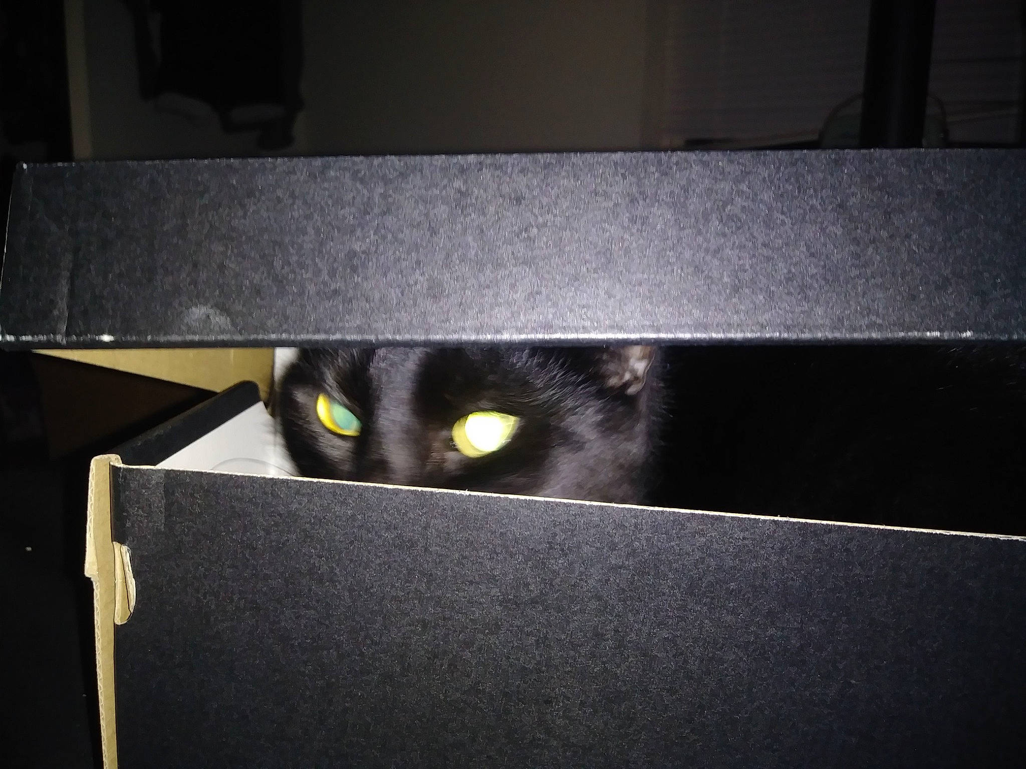 Prince is registered to the contest to win money with this photo: black, black_cat, carnivore, cat, felidae, small_to_medium_sized_cats, whiskers