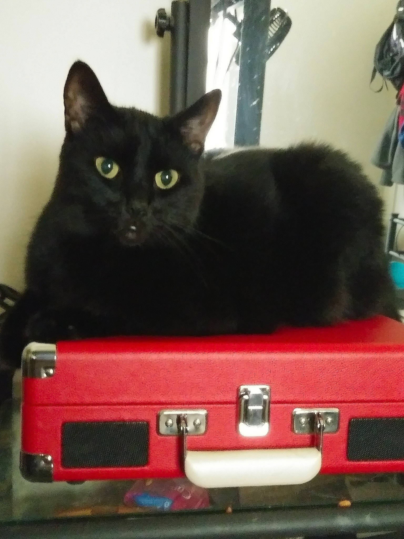 Prince is registered to the contest to win money with this photo: asian, baggage, black_cat, bombay, carnivore, cat, domestic_short_haired_cat, felidae, kitten, mammal, red, small_to_medium_sized_cats, snout, whiskers