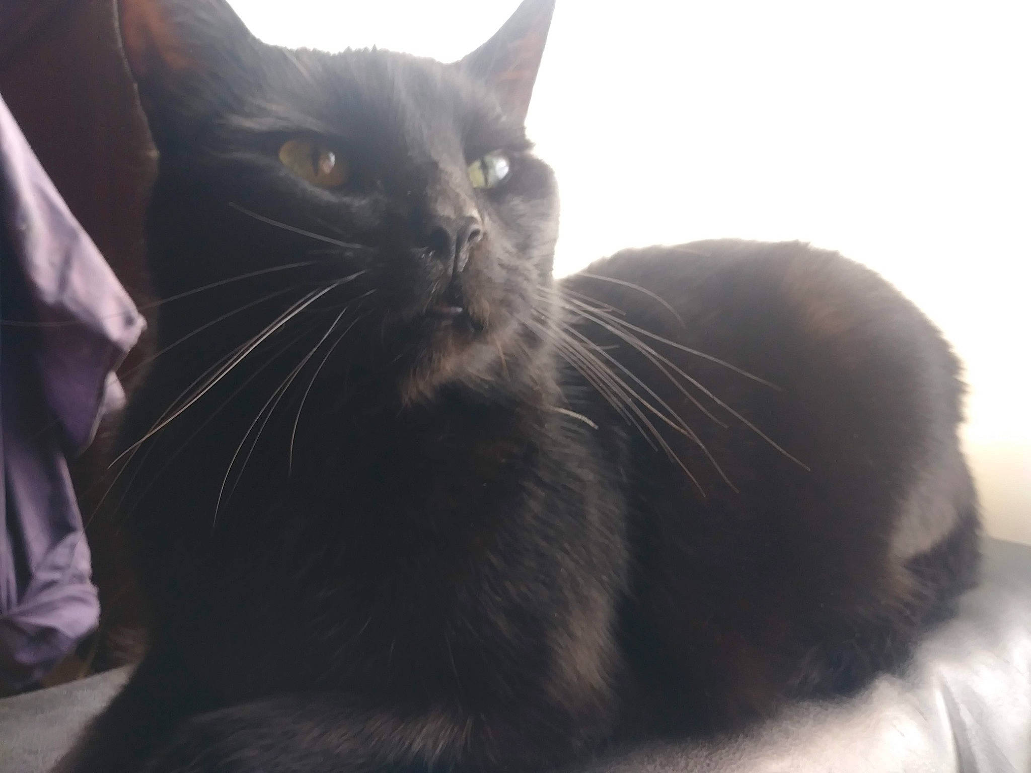 Prince joined the competition — help win amazing prizes! asian, black, black_cat, carnivore, cat, cloud, domestic_short_haired_cat, ear, eye, felidae, fur, kitten, sitting, sky, small_to_medium_sized_cats, snout, tail, tonkinese, whiskers