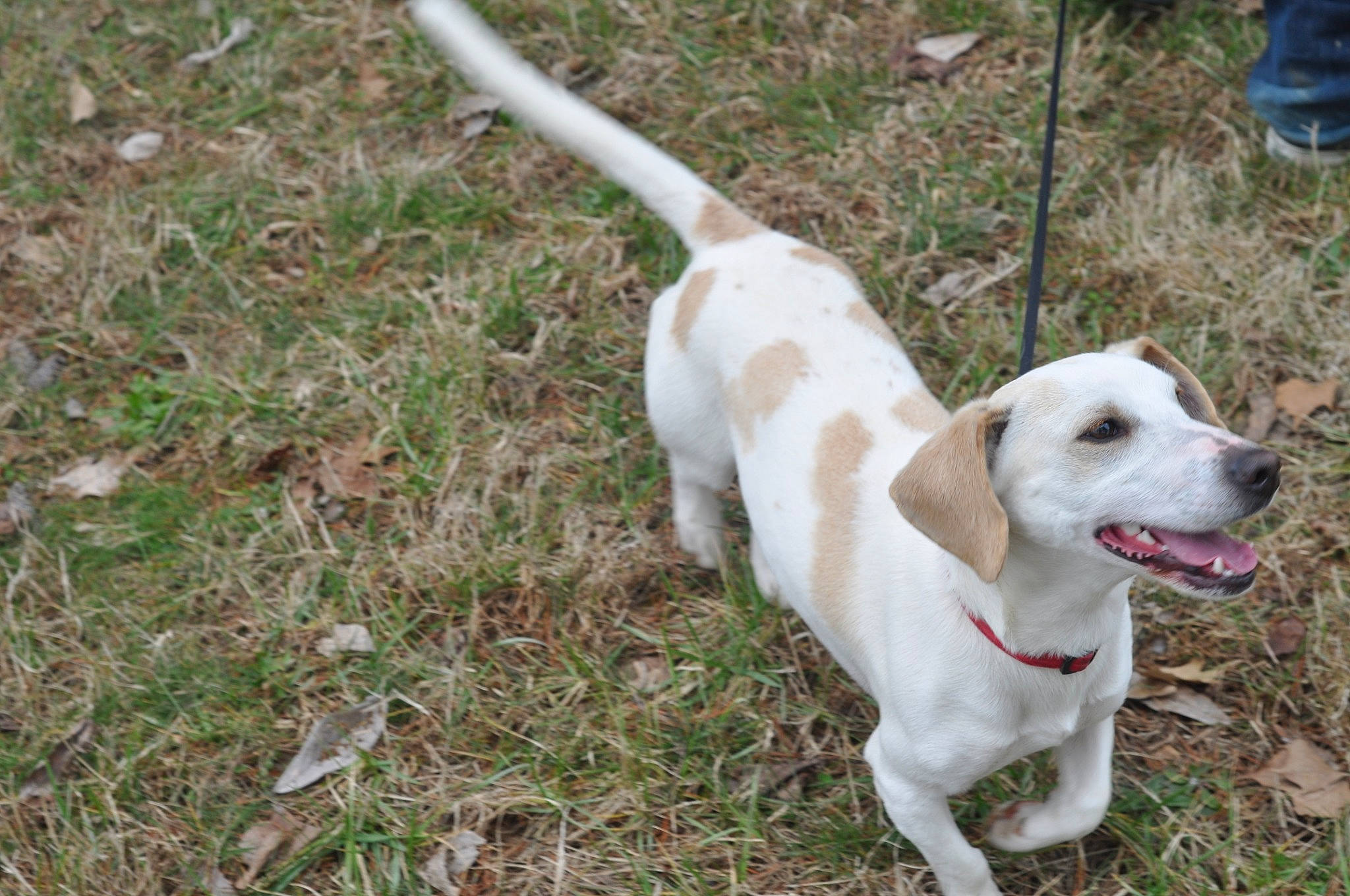 Gibson joined the competition — help win amazing prizes! canidae, carnivore, companion_dog, dog, dog_breed, hunting_dog, istrian_coarse_haired_hound, labrador_retriever, mammal, pointer, rare_breed_dog, retriever, sporting_group, tail, vertebrate