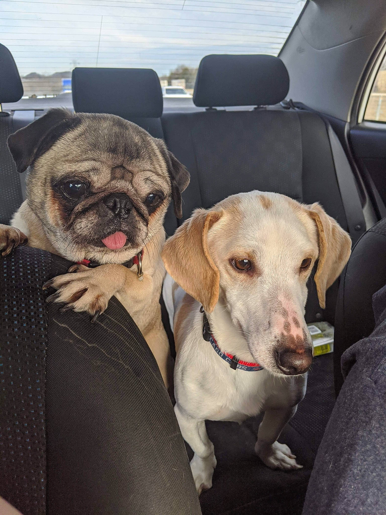 Gibson is registered to the contest to win money with this photo: canidae, car_seat, carnivore, companion_dog, dog, dog_breed, fawn, mammal, non_sporting_group, pug, puggle, puppy_love, rare_breed_dog, snout, sporting_group, vehicle, working_dog